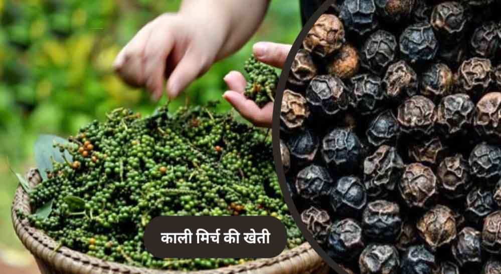 पचमढ़ी में उगेंगी काली मिर्च, दालचीनी और तेजपत्ता, किसानों को पहली बार मिलेंगे पौधे