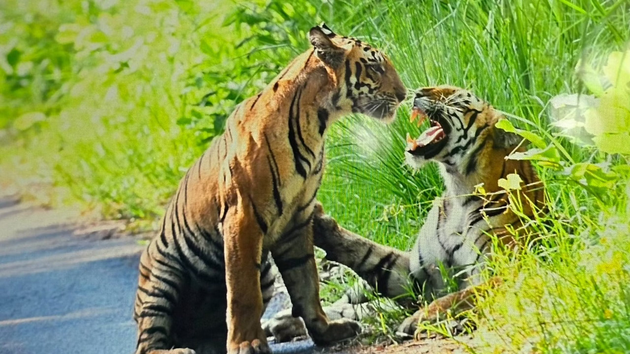पुराने और नए आंकड़ों ने खड़े किए सवाल, बाघ गणना पर फिर छिड़ी बहस