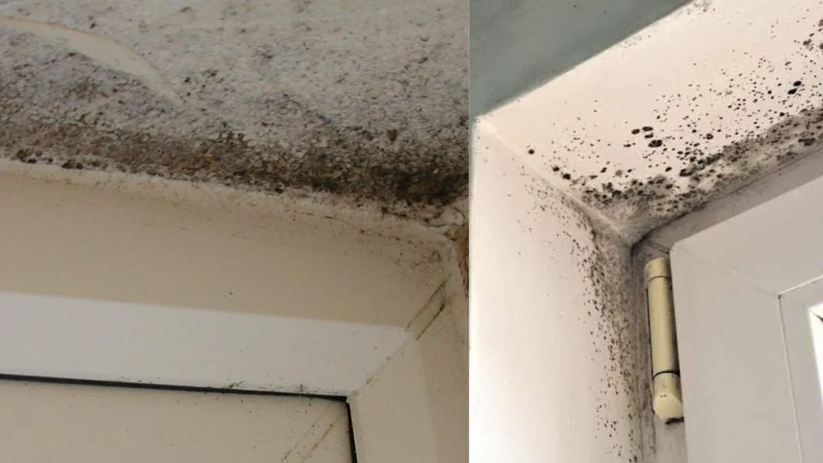 Bathroom Cleaning Tips: बाथरूम की दीवारों पर जम गई है काली फफूंदी? इन 4 आसान तरीकों से करें सफाई
