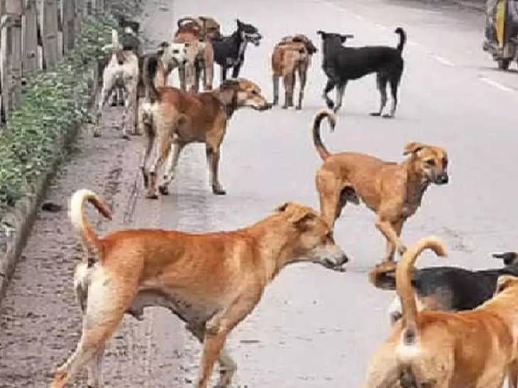 भोपाल में आवारा कुत्ते से बचने की कोशिश में स्कूटी सवार युवक की मौत, 20 दिन तक अस्पताल में चला इलाज