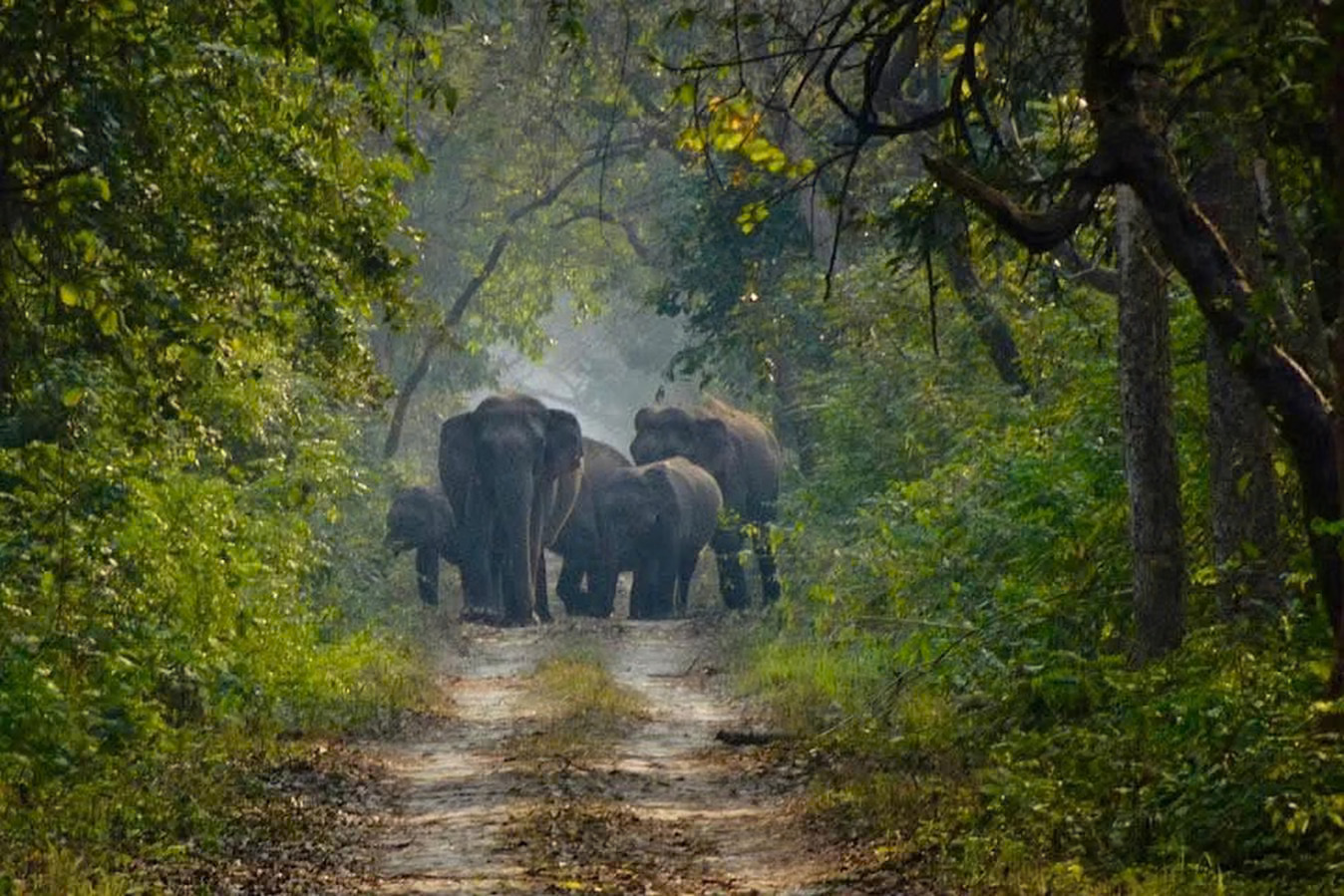 मखना हाथी की कब्र पर पहुंचा 25 हाथियों का झुंड, दूसरे दिन बांधवगढ़ से आए 30 हाथियों ने बढ़ाई चिंता