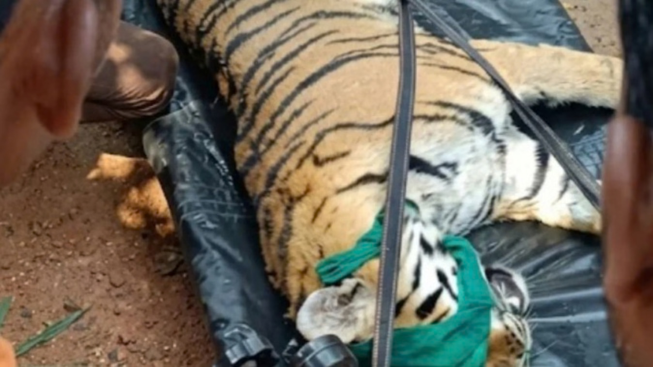 कान्हा में कैनाइन डिस्टेंपर वायरस का कहर, इलाज के दौरान मादा बाघ शावक की मौत; अब तक 9 बाघों की गई जान