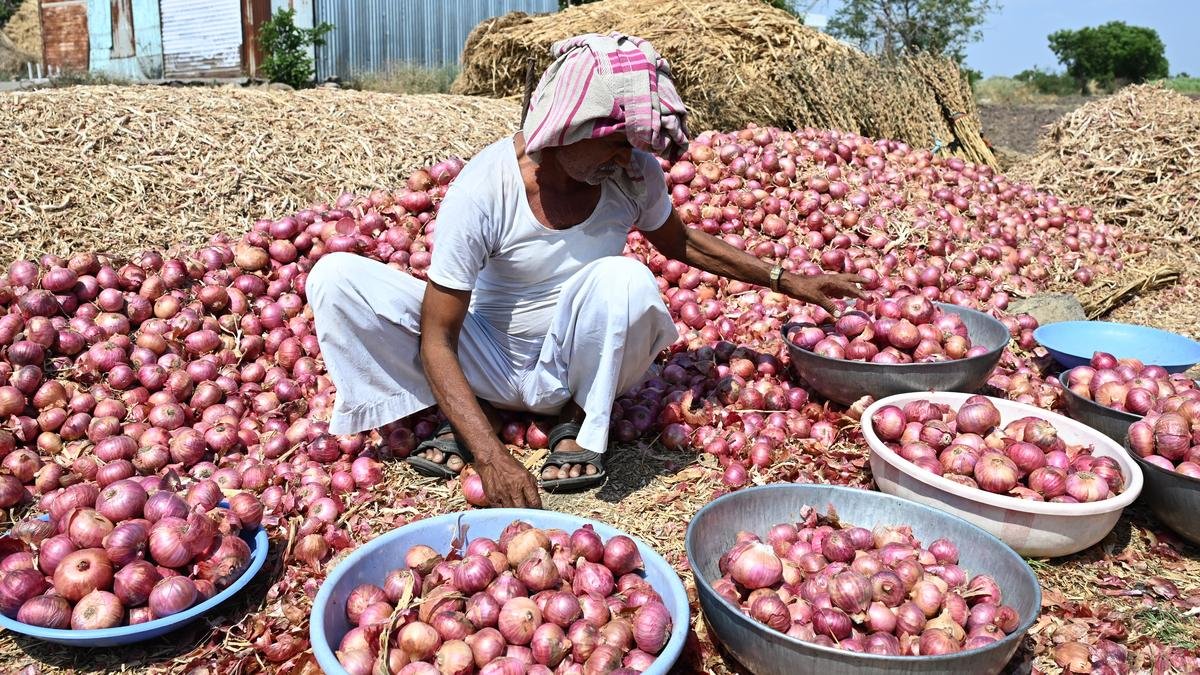 Onion Price Crash